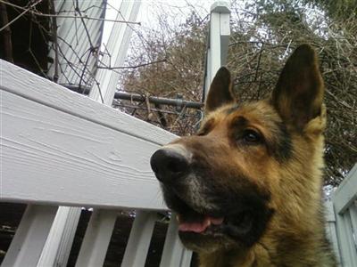 Dogs - German Shepherd